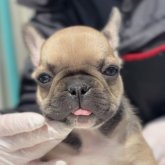 フレンチブルドッグ