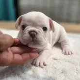 フレンチブルドッグ