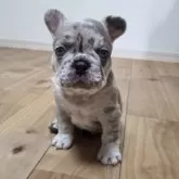 フレンチブルドッグ