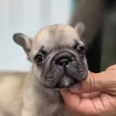 フレンチブルドッグ