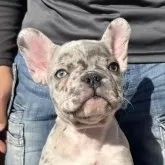 フレンチブルドッグ