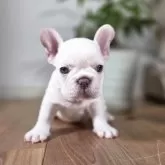 フレンチブルドッグ