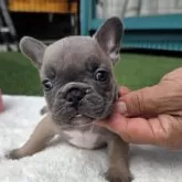 フレンチブルドッグ