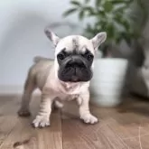 フレンチブルドッグ