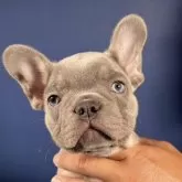 フレンチブルドッグ