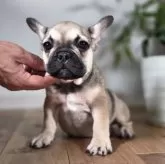 フレンチブルドッグ