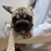 フレンチブルドッグ