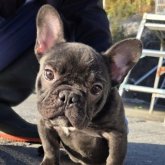 フレンチブルドッグ