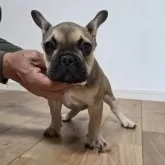 フレンチブルドッグ