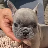 フレンチブルドッグ