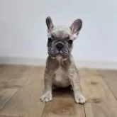 フレンチブルドッグ