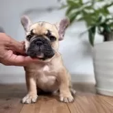 フレンチブルドッグ