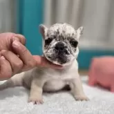 フレンチブルドッグ
