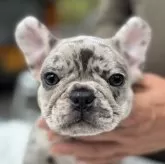 フレンチブルドッグ【愛媛県・女の子・2025年8月17日・マール】の写真2「おとなしい感じの子ですがこれからどんどん走らして活発に仕上げていきたいと思います。」