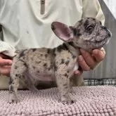 フレンチブルドッグ【愛媛県・男の子・2025年8月20日・マール】の写真3