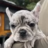 フレンチブルドッグ【愛媛県・女の子・2025年8月17日・マール】の写真3