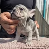 フレンチブルドッグ【愛媛県・女の子・2025年8月17日・マール】の写真6