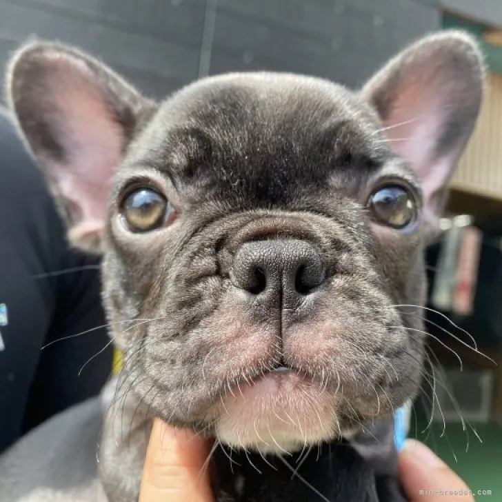 ID：2306-02664の子犬
