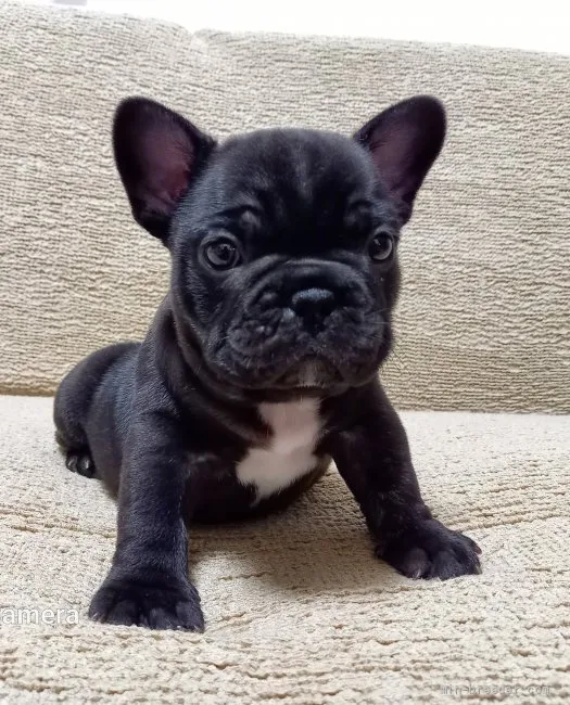 K.T 様のお迎えした子犬