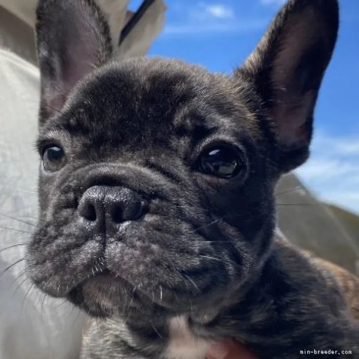 ID：2305-04704の子犬