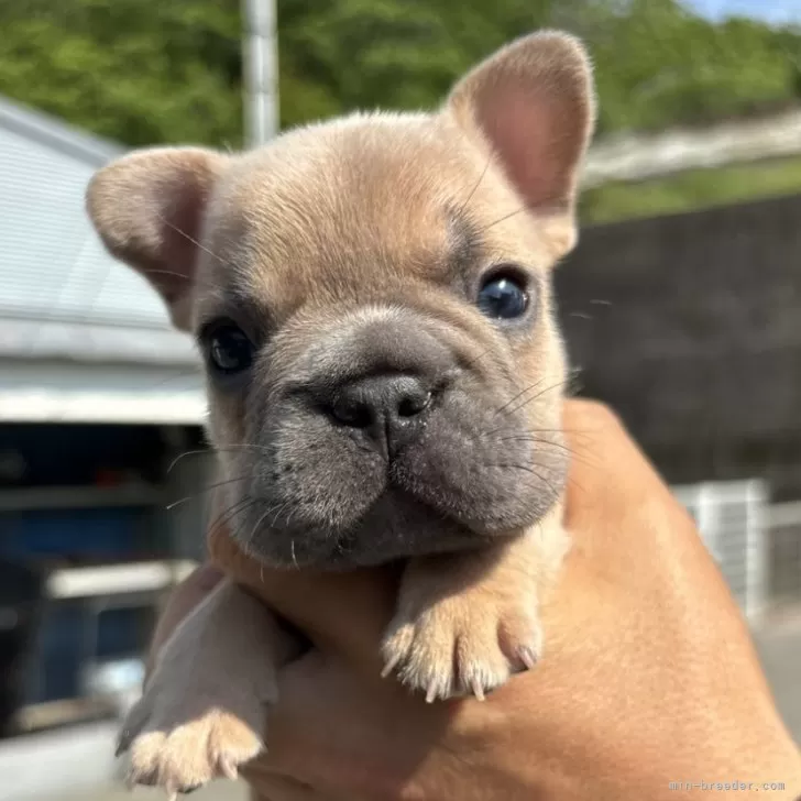 ID：2405-00733の子犬