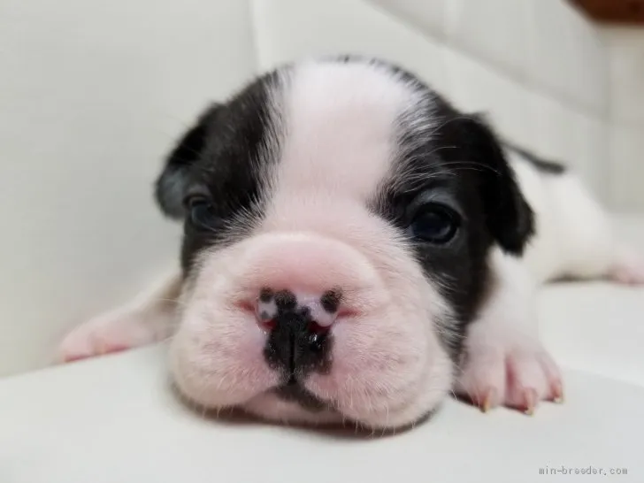 H.O 様のお迎えした子犬