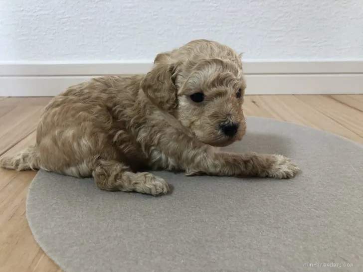 ID：2103-03108の子犬