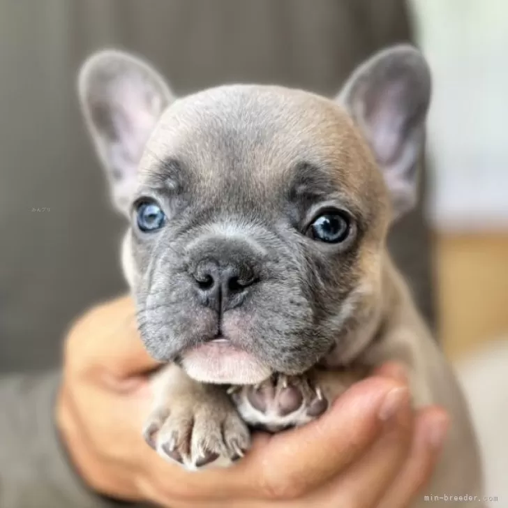 ID：2408-05083の子犬