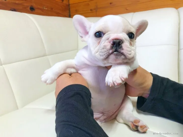 ID:2001-03466の子犬