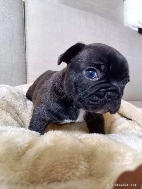 ID：2107-00229の子犬