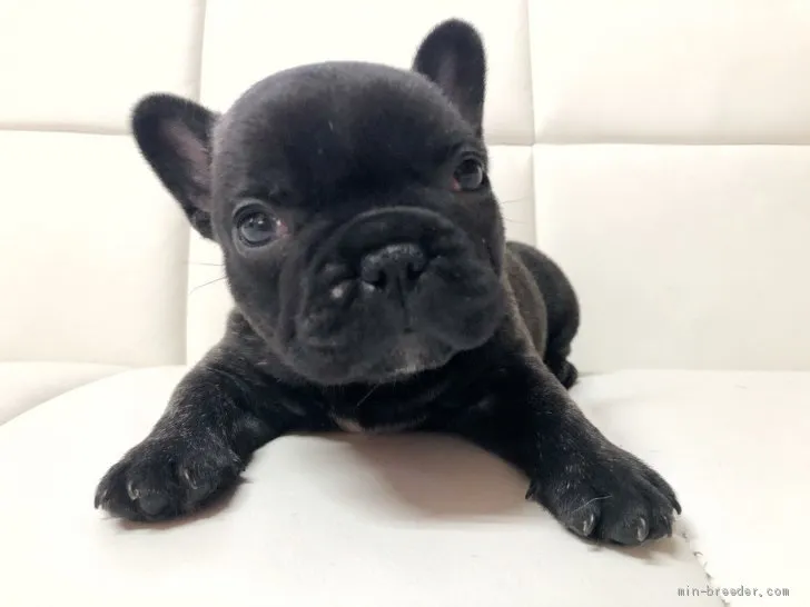 M.T 様のお迎えした子犬