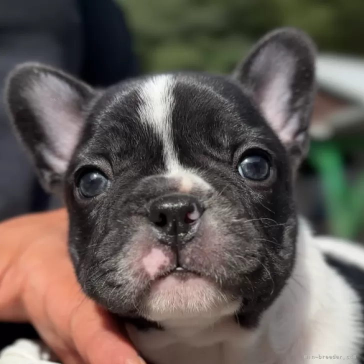 ID：2410-05725の子犬