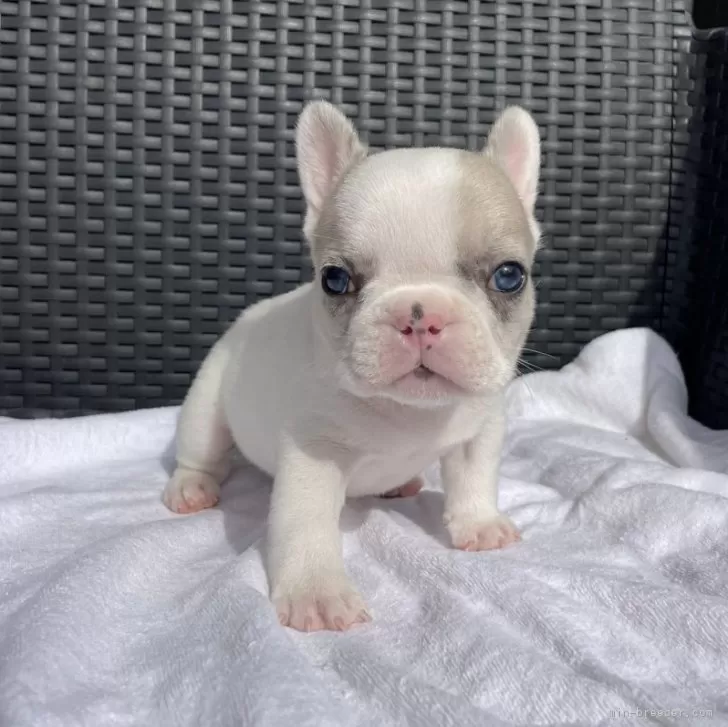 ID：2402-00556の子犬