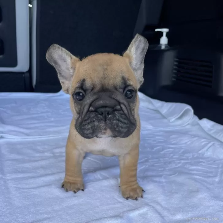 ID：2405-06859の子犬