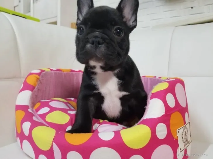 ID：1906-00174の子犬