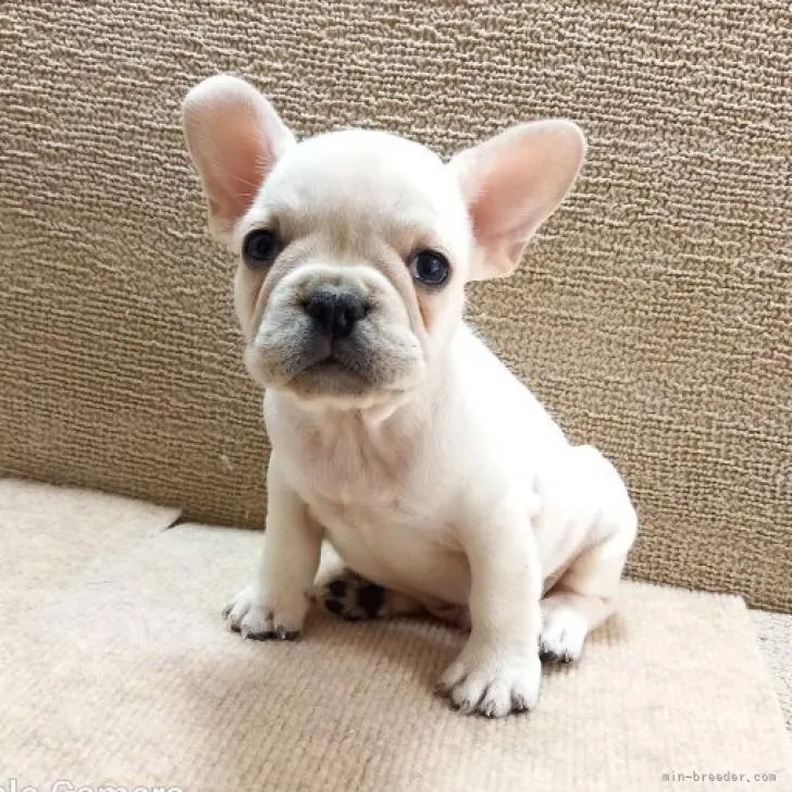 K.H 様のお迎えした子犬