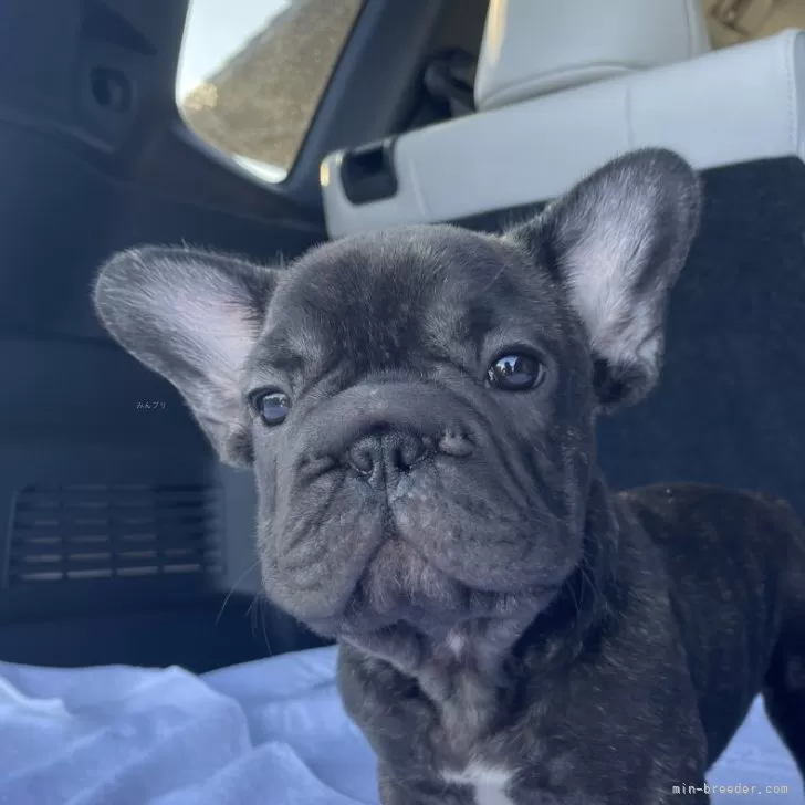 ID:2405-06863の子犬