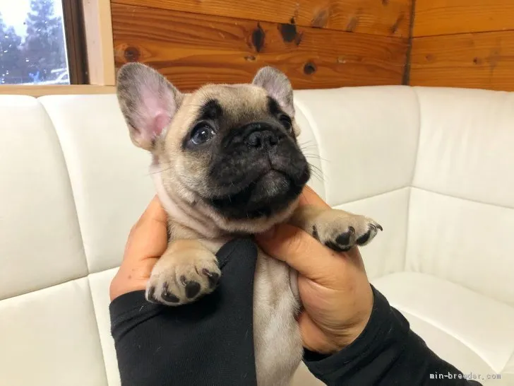 S.O 様のお迎えした子犬
