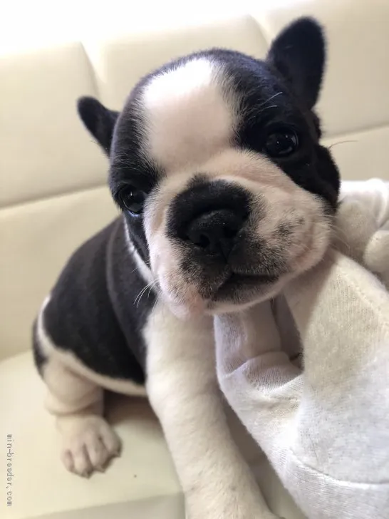 T.K 様のお迎えした子犬