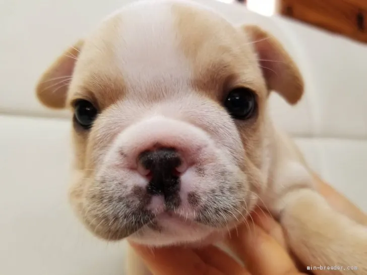 ゲンサン 様のお迎えした子犬