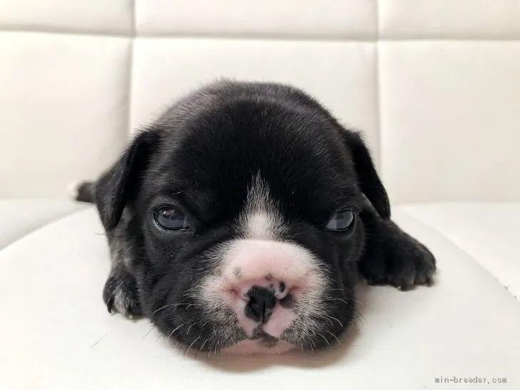 Y.Ｉ 様のお迎えした子犬