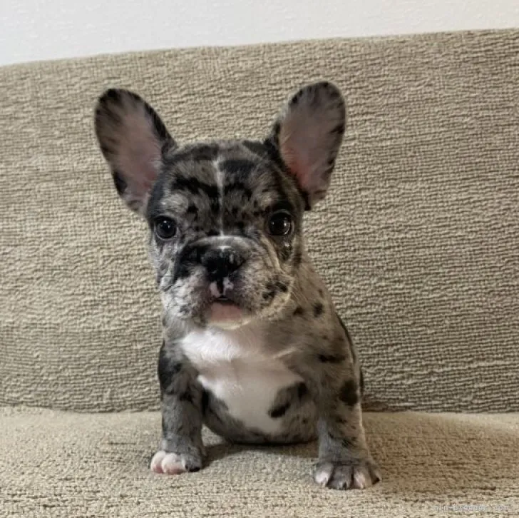 ID：2212-04997の子犬