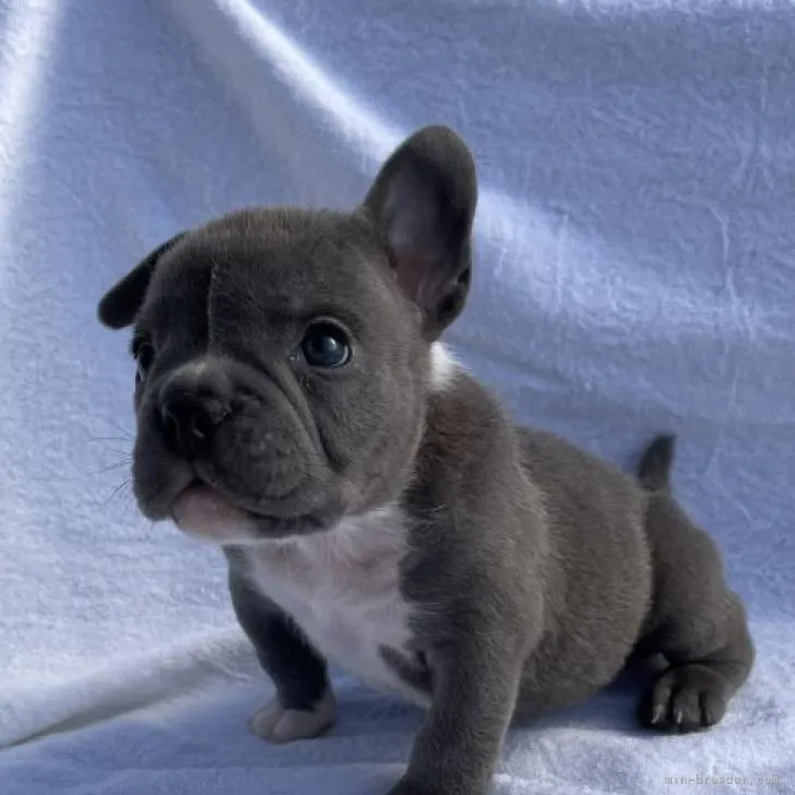 ID:2210-03075の子犬