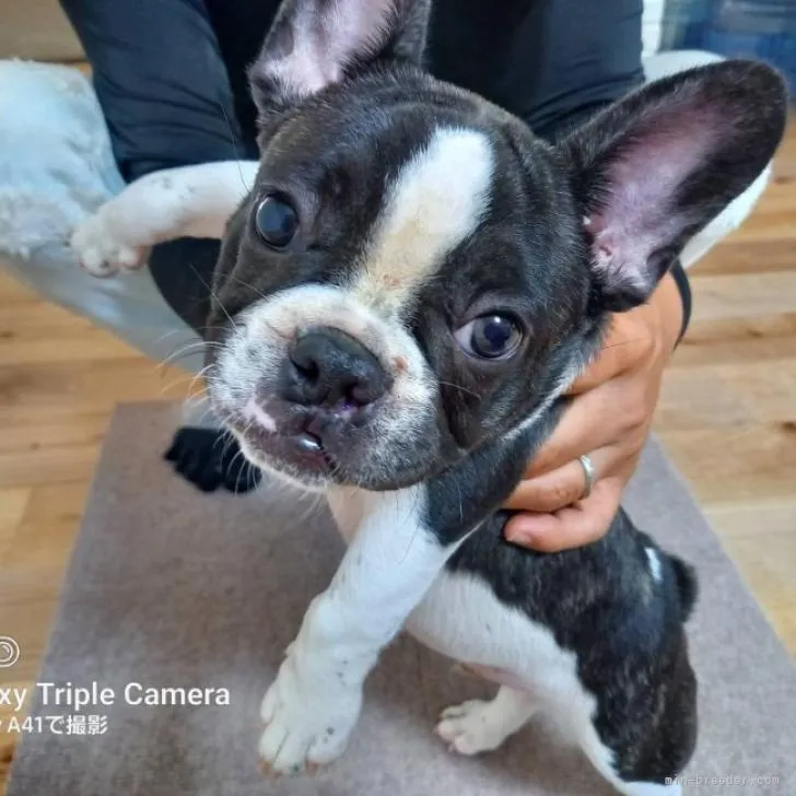 N.O 様のお迎えした子犬