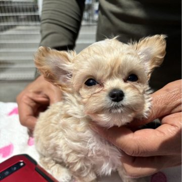 ミックス(チワワ×プードル)【愛媛県・男の子・2024年4月10日・アプリコット】の写真「すごく小さい子です」