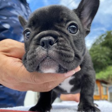 フレンチブルドッグ【愛媛県・女の子・2023年7月10日・ブリンドル】の写真「可愛いです」