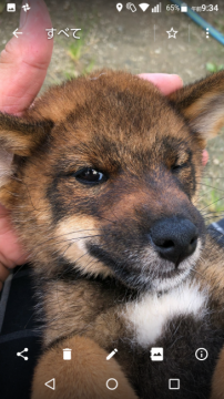柴犬(豆柴)【愛媛県・男の子・2019年5月24日・ゴマ、希少色です】の写真「元気な男の子です」
