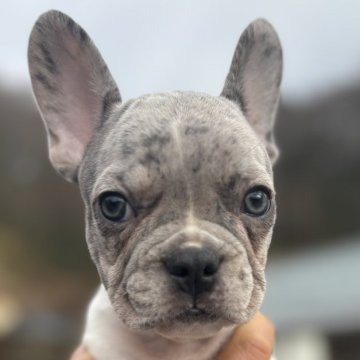 フレンチブルドッグ【愛媛県・男の子・2023年10月27日・パイド】の写真「凄く綺麗なCOLORです」