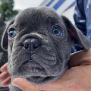 フレンチブルドッグ【愛媛県・男の子・2023年7月10日・ブルー】の写真「綺麗なブルー」