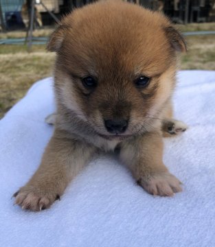 柴犬(標準サイズ)【愛媛県・男の子・2019年10月12日・赤】の写真「モコモコ可愛い男の子です」